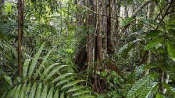 Trobischr Amazonas Wald