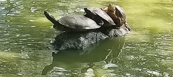 Sonnende Schildkröten